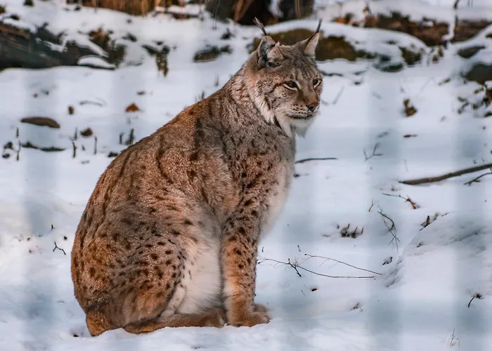 Harzer-perle Mit Dampfdusche #innenstadtnaehe#netflix Von Harztraveler Daire